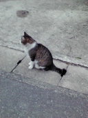 三毛猫ＭＯＯＮ