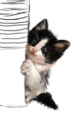 nitefaint