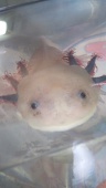 うおしべ
