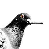 鳩乃進
