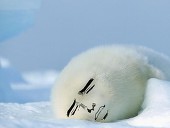 GGBY