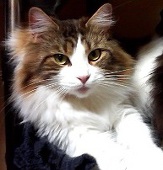 Hilda_katze