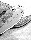 目黒川うな
