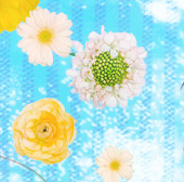 ねね