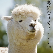 シノダ