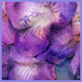 wacolor