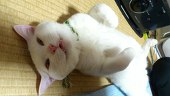 白黒八割れ正統派