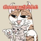 ネコ君