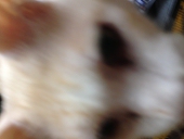 あいづ
