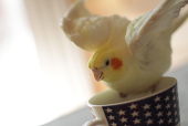 倫　（マイピク停止中）