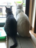 アシラ。＠マイピク受付停止中