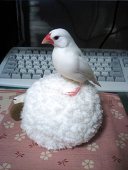たかせ