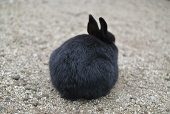 こっぺぱん