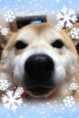 もんばに