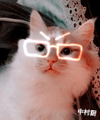 猫怒怒