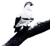 一岐