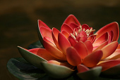 The Red Lotus