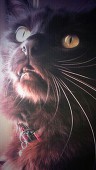 黒影猫