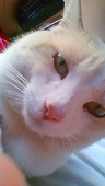 ねこ