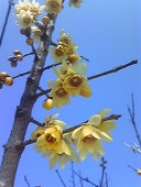 sika