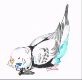 ちこ