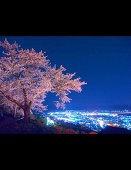 よざくら