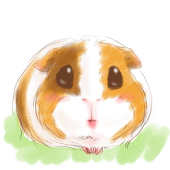 つぷのす