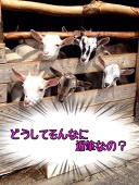 柚木