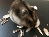アスカ