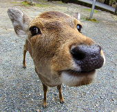キンスズ