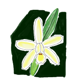 luteola