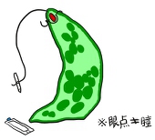 永久胞胚