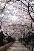樹里