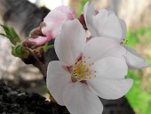 あつこ