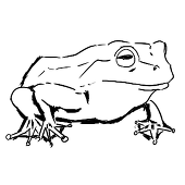 鈴木カエル