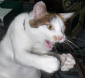 ねこねこ