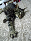 モコ。