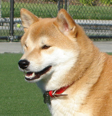 Lili