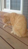 tora