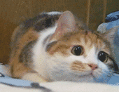 naniIra