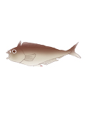 hokke