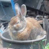 ﾎｼﾆｶｴﾘﾀｲ☆