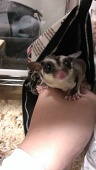 マエケン