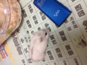 鈴香