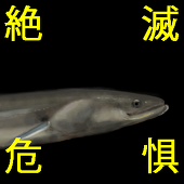 伊崎