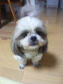 チムたん