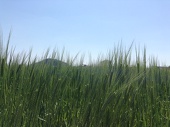 あき