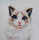 腥血猫腻
