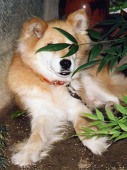 犬山ハリコ