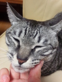 チロル